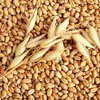 пшеница-17,5 руб в Марксе