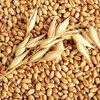 3.4.5 класс пшеница в Саратове и Саратовской области