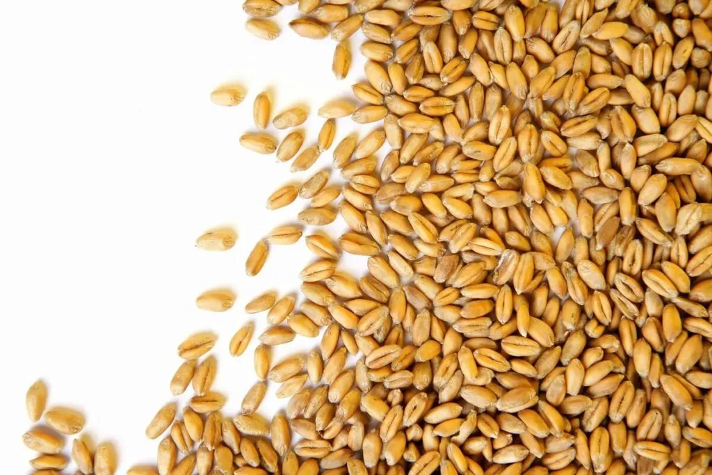 фотография продукта Закупим пшеницу 3, 4 кл. Срочно!