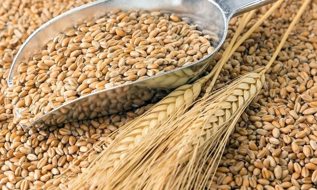 пшеница Аргентина в Саратове