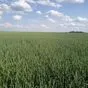 пшеница озимая сорт Скипетр в Энгельсе