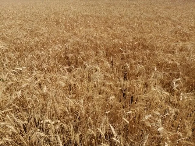 пшеница озимая Левобережная 3 в Энгельсе