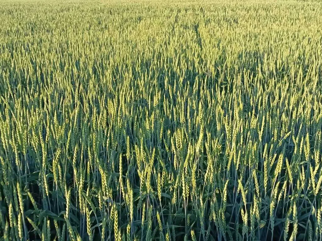 пшеница озимая сорт Еланчик в Энгельсе