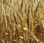 пшеница 4 класс 100 тонн  в Саратове и Саратовской области
