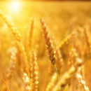 Саратовская область рассчитывает на урожай в 3,8 млн тонн зерна вместо прогнозных 6 млн тонн