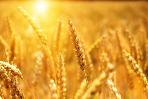 Саратовская область рассчитывает на урожай в 3,8 млн тонн зерна вместо прогнозных 6 млн тонн 