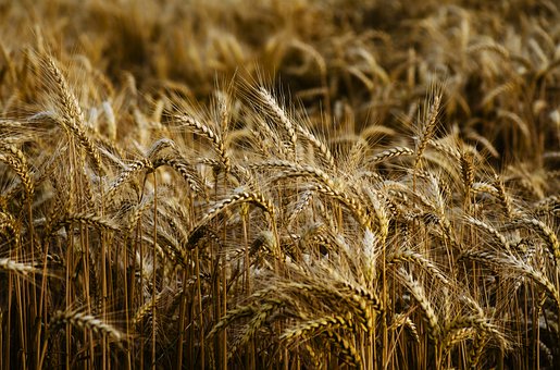 Зерносушилку производительностью до 100 тонн в час ввели в эксплуатацию в Саратовской области