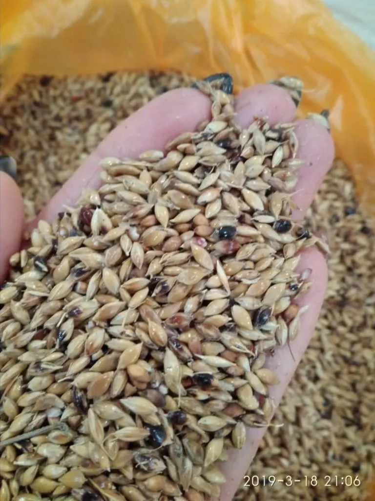 фотография продукта Продаю семена суданской травы