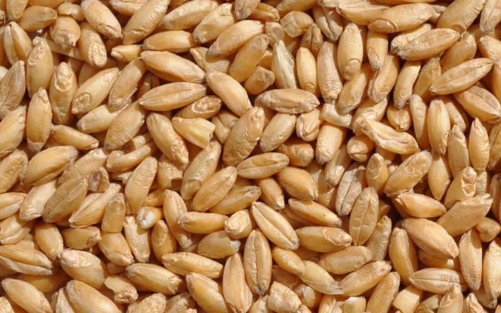 продажа зерна в Саратове 20