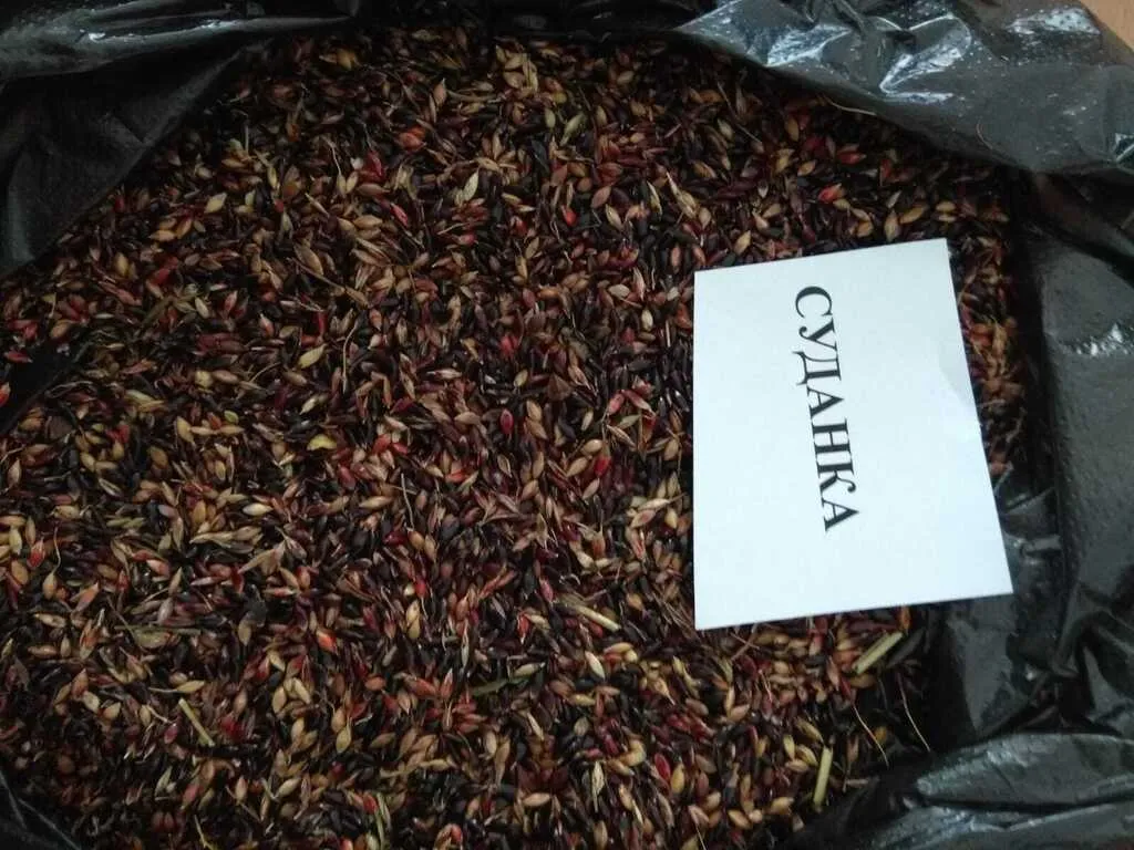 фотография продукта Суданка (семена)
