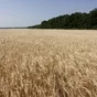 семена проса, ячменя, сорго, нута в Саратове и Саратовской области