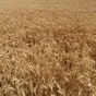 пшеница озимая Левобережная 3 в Энгельсе