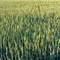 пшеница озимая сорт Еланчик в Энгельсе