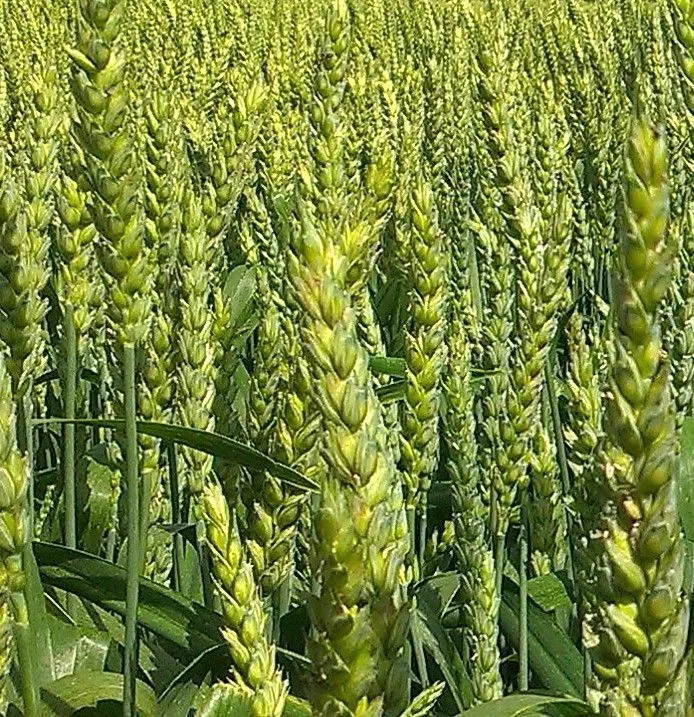 пшеница озимая сорт Новоершовская  в Энгельсе
