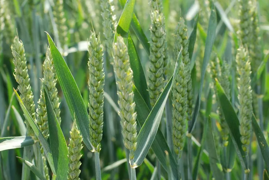 фотография продукта  пшеница озимая