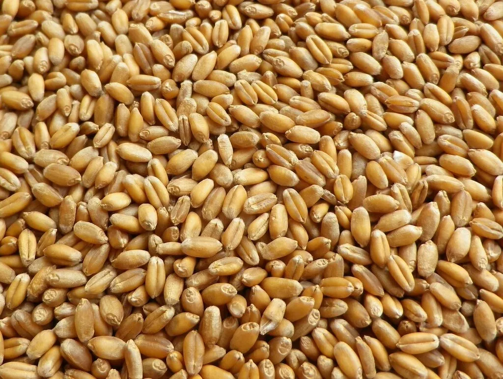  пшеница озимая в Саратове и Саратовской области