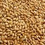  пшеница озимая в Саратове и Саратовской области 2