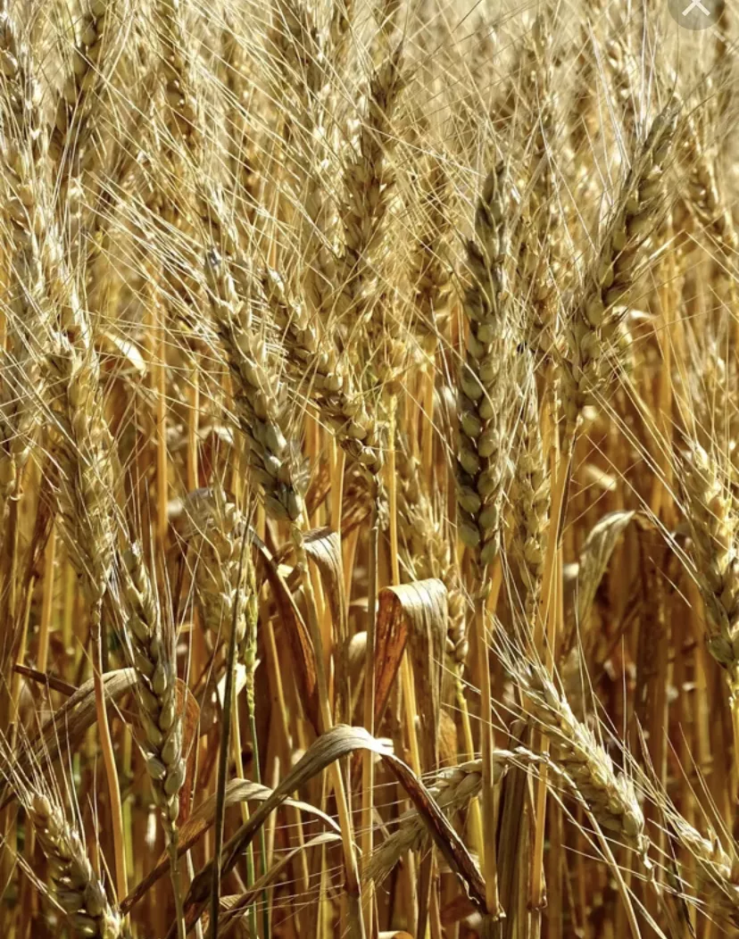фотография продукта Пшеница 4 класс 100 тонн 